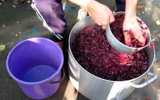 Как сделать чачу в домашних условиях из винограда и его жмыха: простые рецепты